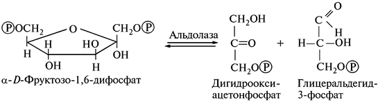 Влияние газового состава атмосферы - student2.ru