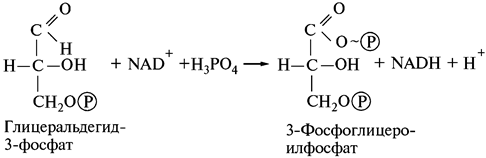 Влияние газового состава атмосферы - student2.ru