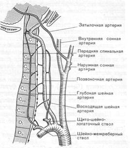 а. артериальная и венозная гемодинамика i. артериальный кровоток и пути его компенсации - student2.ru