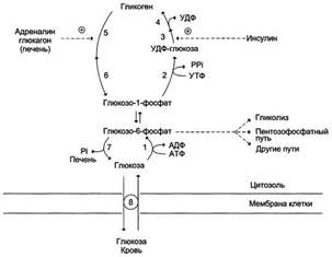 А. Характеристика гормонов, регулирующих обмен гликогена - student2.ru