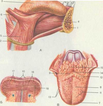 А — вид спереди; Б — вид сзади; 1 — наружная подвздошная артерия; 3 страница - student2.ru
