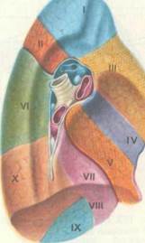 А — вид спереди; Б — вид сзади; 1 — наружная подвздошная артерия; 3 страница - student2.ru