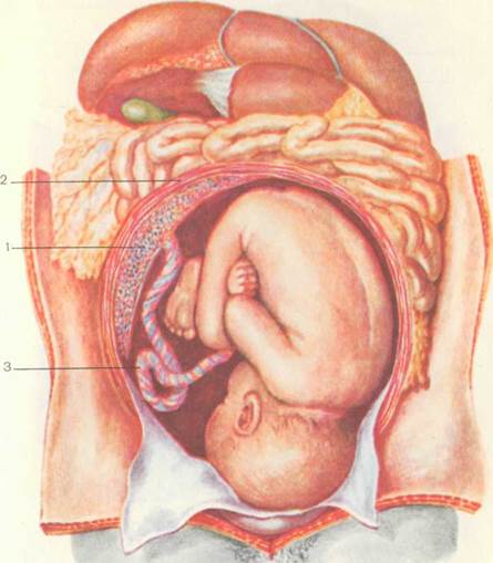 Матка в 32 недели. Матка сбоку анатомия. Связки матки. Круглые связки матки на 22 неделе.