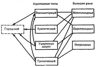 Адаптивные экологические типы. - student2.ru