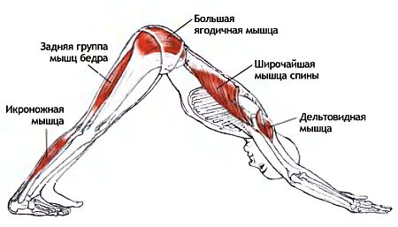 Адхо-Мукха-Шванасана — Поза собаки, смотрящей вниз - student2.ru