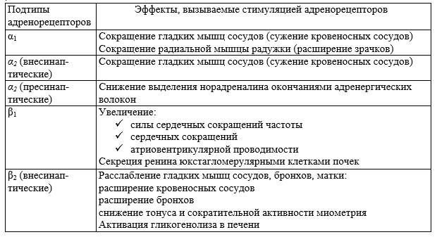 Адреномиметики. Классификация. Общая фармакологическая характеристика каждой группы. Сравнительная характеристика адреномиметиков прямого и непрямого действия. - student2.ru