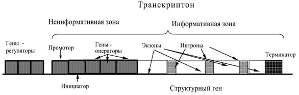 Адресная доставка полипептидов - student2.ru