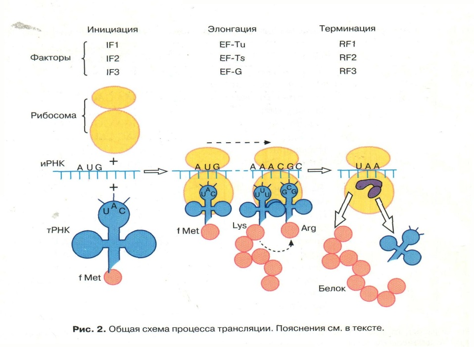 Адресная доставка полипептидов - student2.ru