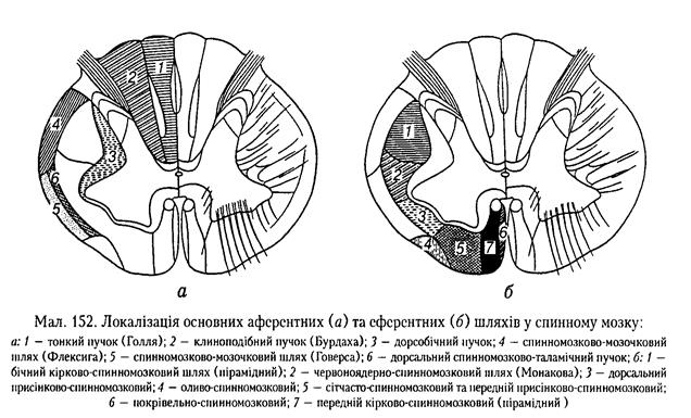 Аферентні (висхідні) шляхи - student2.ru