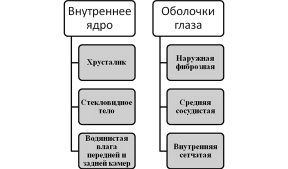 Афферентного проводящего пути - student2.ru