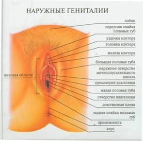 АФО мужской половой системы. - student2.ru