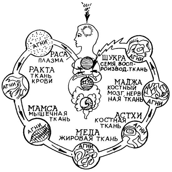 Агни - ключ к здоровью или болезни - student2.ru