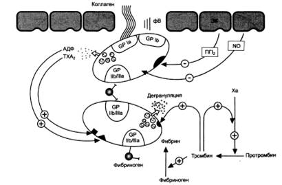 Агрегация тромбоцитов при повреждении эндотелия - student2.ru