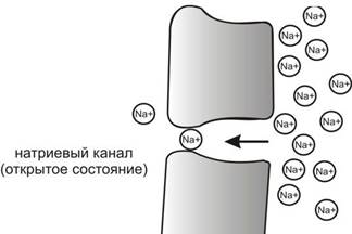 Активирование и ингибирование ионных каналов, транспортных систем, ферментов и генов. - student2.ru