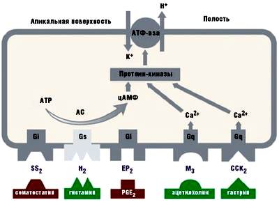Активирование и ингибирование ионных каналов, транспортных систем, ферментов и генов. - student2.ru