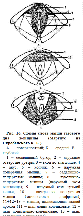 Акушерские плоскости малого таза - student2.ru