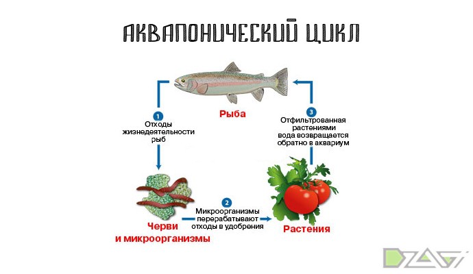 Аквапоника и медицинский каннабис - student2.ru