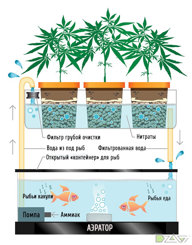 Аквапоника и медицинский каннабис - student2.ru