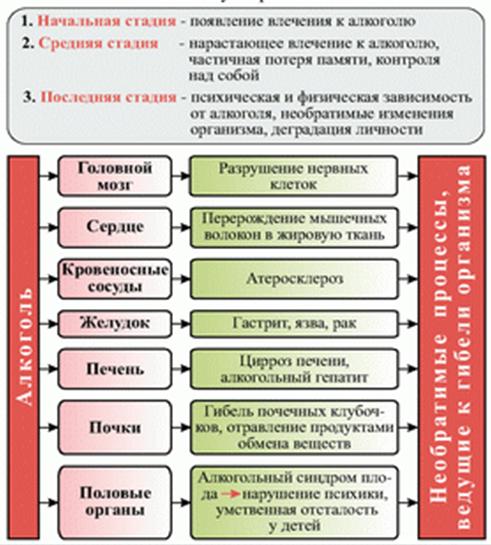 Алкоголь его воздействие на организм человека - student2.ru