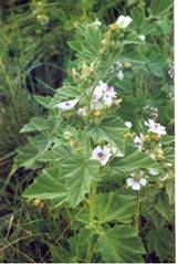 Алтей лекарственный - Althaea officinalis L. - student2.ru