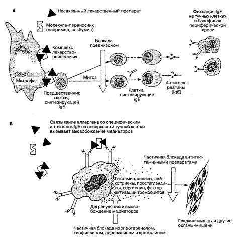 Анафилактические реакции на лекарственные препараты - student2.ru