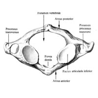 Анатомические образования, характерные для шейных позвонков , их отличие от других позвонков - student2.ru