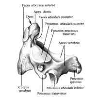 Анатомические образования, характерные для шейных позвонков , их отличие от других позвонков - student2.ru