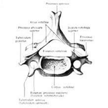 Анатомические образования, характерные для шейных позвонков , их отличие от других позвонков - student2.ru