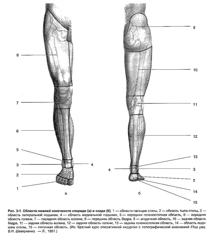 Анатомические особенности нижней конечности - student2.ru