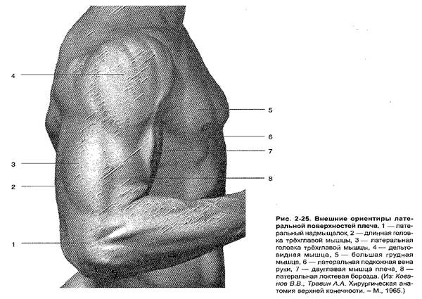 Анатомические особенности верхней конечности - student2.ru
