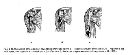 Анатомические особенности верхней конечности. - student2.ru