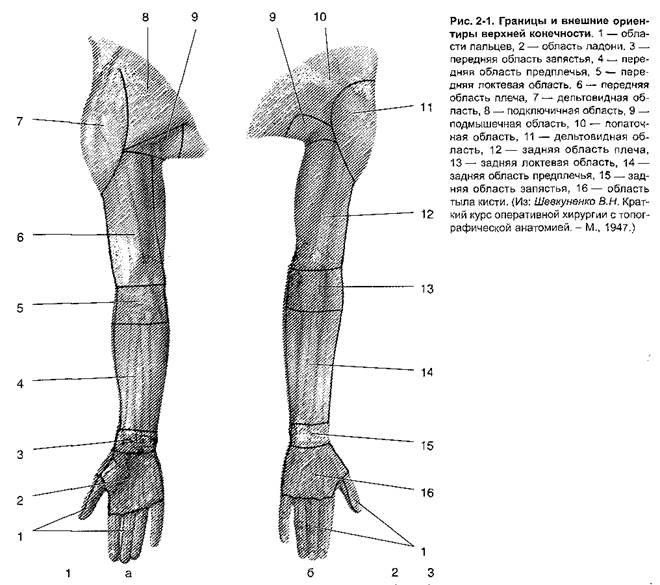 Анатомические особенности верхней конечности. - student2.ru