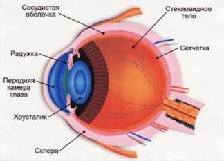 Анатомическое строение глаза - student2.ru