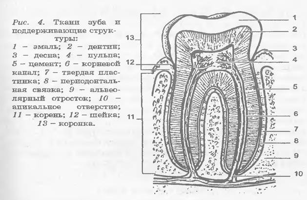 Анатомическое строение молочных и постоянных зубов и их функции - student2.ru