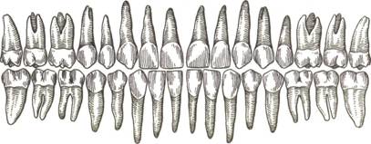 Анатомическое строение зубов - student2.ru