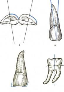 Анатомическое строение зубов - student2.ru
