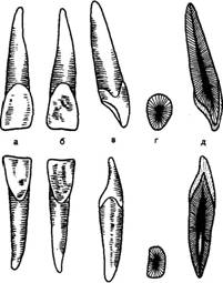 Анатомическое строение зубов - student2.ru