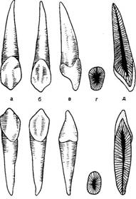 Анатомическое строение зубов - student2.ru