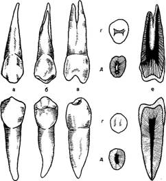 Анатомическое строение зубов - student2.ru