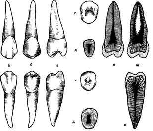 Анатомическое строение зубов - student2.ru