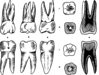 Анатомическое строение зубов - student2.ru