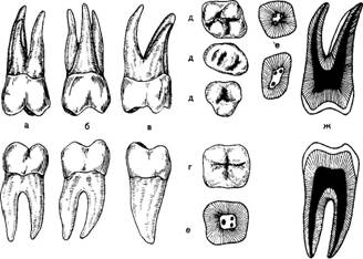 Анатомическое строение зубов - student2.ru