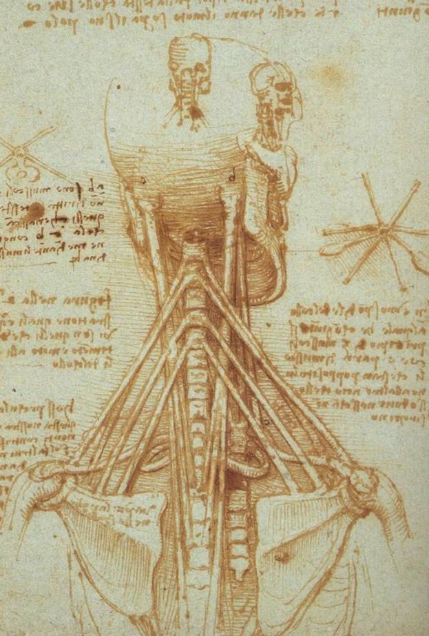 Анатомия человека имеет глубокие исторические корни. - student2.ru