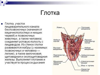 Анатомия глотки. Физиология воспроизведения голоса. Резонаторная функция. - student2.ru