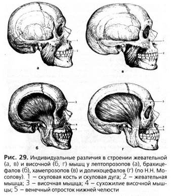 анатомия и биомеханика зубочелюстной системы - student2.ru
