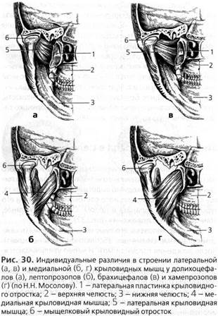 анатомия и биомеханика зубочелюстной системы - student2.ru