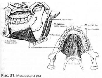 анатомия и биомеханика зубочелюстной системы - student2.ru