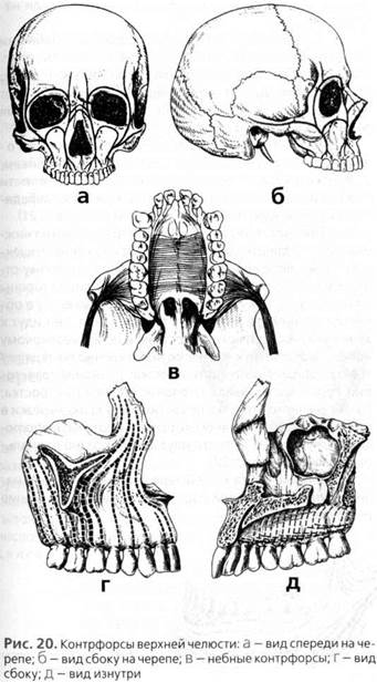 анатомия и биомеханика зубочелюстной системы - student2.ru