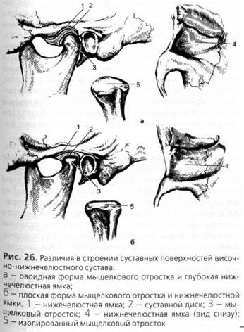 анатомия и биомеханика зубочелюстной системы - student2.ru