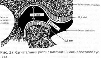 анатомия и биомеханика зубочелюстной системы - student2.ru